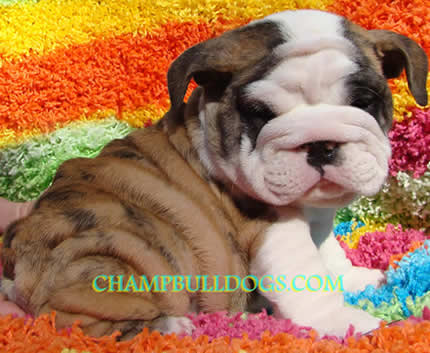 English Bulldog puppies
